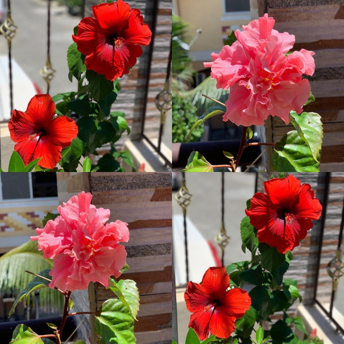 A grateful heart is a...