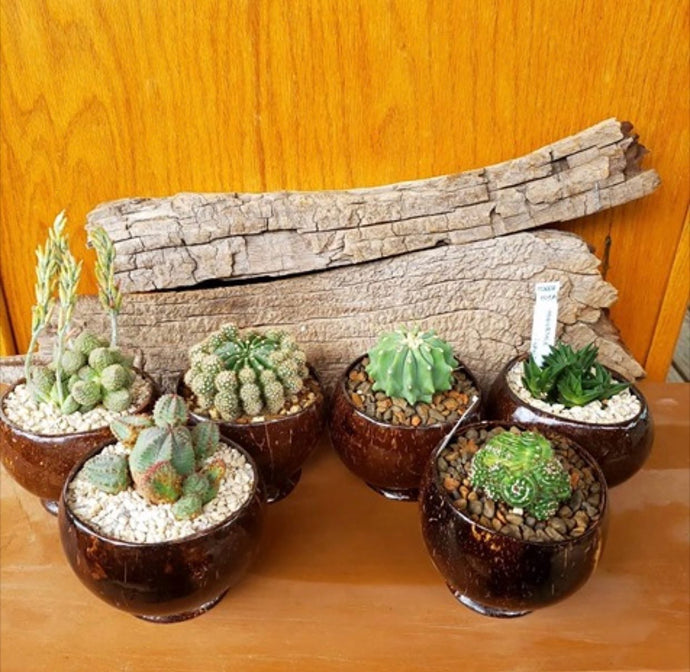 Coconut shell planters #planters #coconutshellplanter...