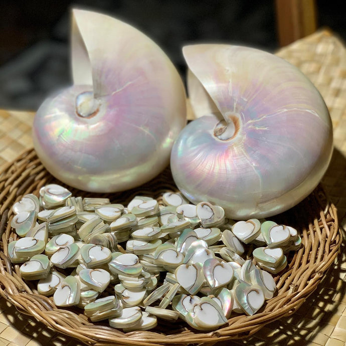 Chambered nautilus 🐚 #chamberednautilus #shellearrings...