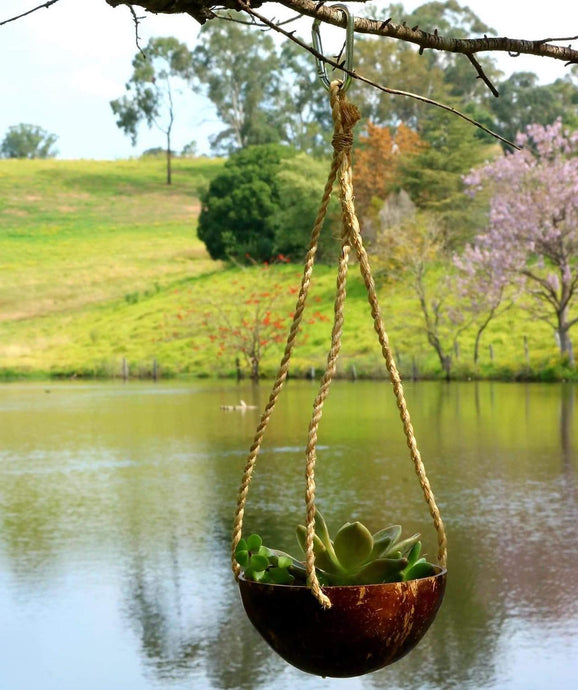 Our coconut hanging pots spotted...