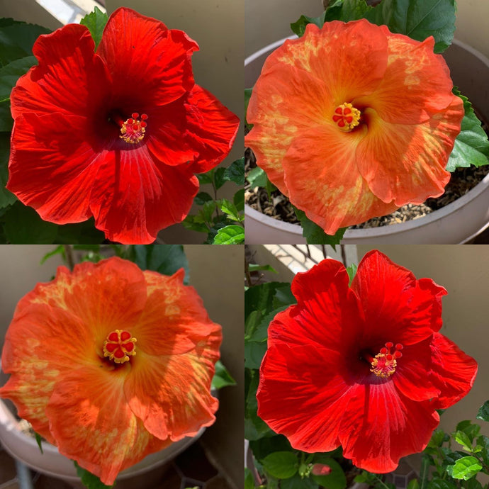 Beautiful hisbiscus 🌺🌱🌺...