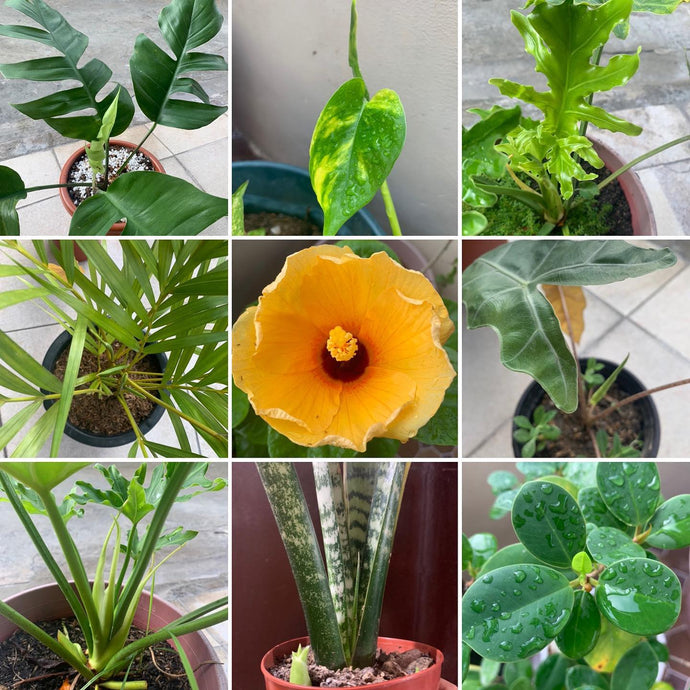 New Monday
New week
New leaves unfurling...