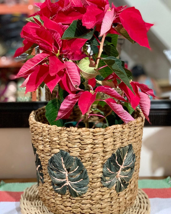 Poinsettias, the December birth flower,...