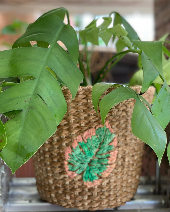 Bancuan planters with monstera leaf...