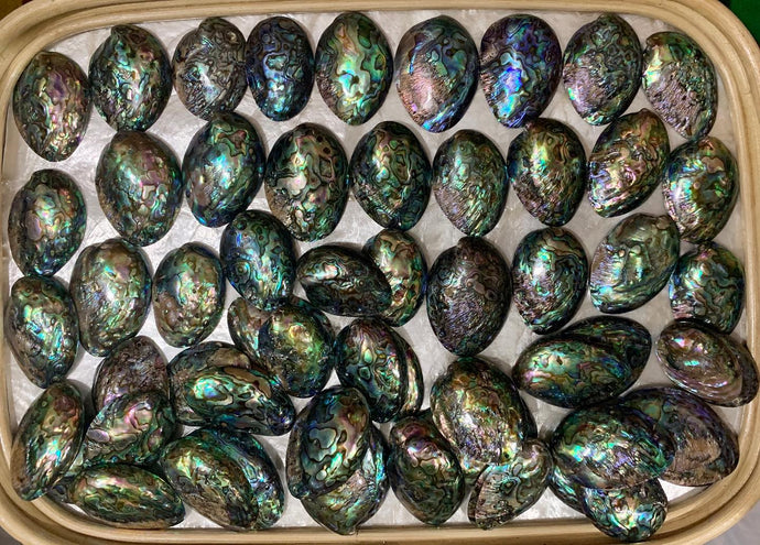 Abalone (paua) earrings or pendants...