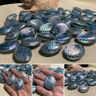 Blue abalone stud earrings - Claire's Handicrafts