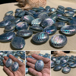 Blue abalone stud earrings - Claire's Handicrafts
