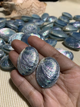 Load image into Gallery viewer, Blue abalone stud earrings - Claire&#39;s Handicrafts
